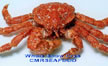 Snow Crab