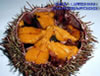 Sea Urchin