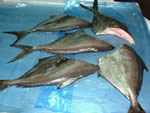 See more Black Pomfret images