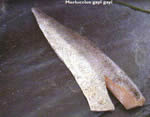 See more hake images