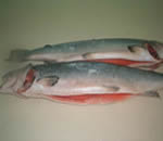 See more Atlantic Salmon images