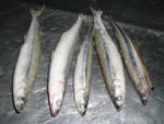 See more Smelt images