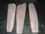 See more snook images