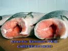 Atlantic_Salmon_H_G.jpg