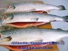 Atlantic_Salmon_H_G_1.jpg