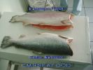 Coho___Trout.jpg