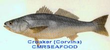 Corvina.jpg