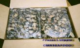 Frozen Limpets 2.jpg