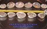 Hard_Clams_Half_Shell.jpg