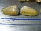 Pink_Clam_Shell_On.jpg