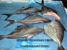 Pomfret_H_G.jpg