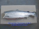 Salmon_H_G.jpg