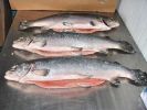 Salmon_Head_On_Gutted.jpg