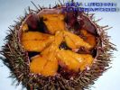 Sea_Urchin_001.jpg