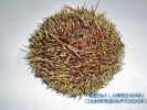 Sea_Urchin_003.jpg