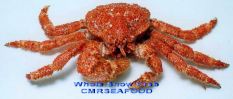 SnowCrab.jpg