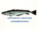 Whiting.jpg