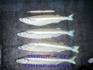WholeSmelt_001.jpg