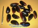 Whole_MUssel.jpg