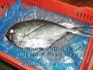 Whole_Pomfret.jpg